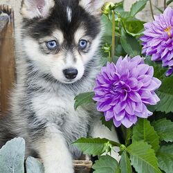 Пазл: Хаски