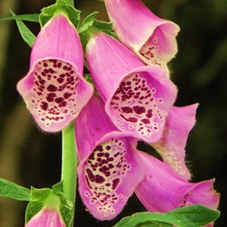 Пазл: Наперстянка