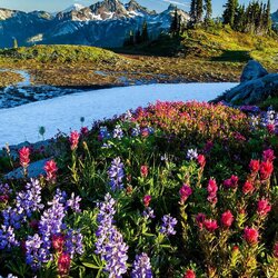 Пазл: Национальный парк Маунт-Рейнир