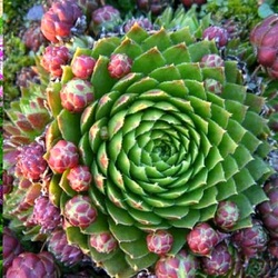 Пазл: Необычные растения-фракталы