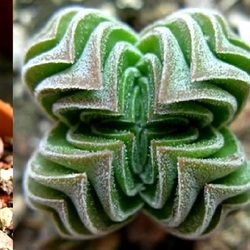 Пазл: Необычные растения-фракталы