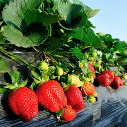 Пазл: Клубничный рай