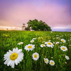 Пазл: Аромат весны