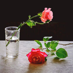 Пазл: Две розы