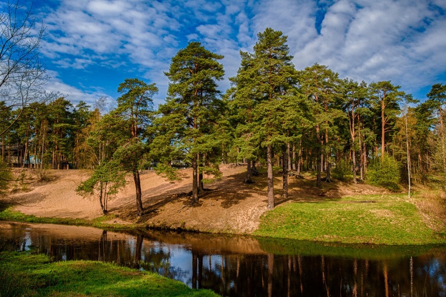Сосновый лес у реки