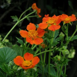 Пазл: Гравилат