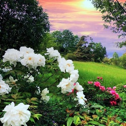 Пазл: Пора пионов