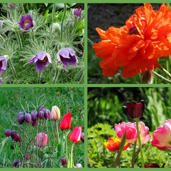 Пазл: Цветочки у меня в садочке