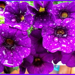 Пазл: Калибрахоа