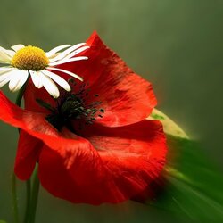 Пазл: Полевые цветы