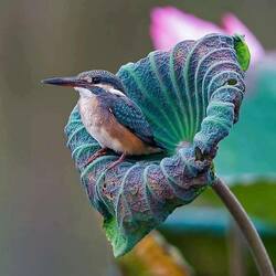 Пазл: Зимородок