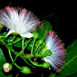 Пазл: Баррингтония 