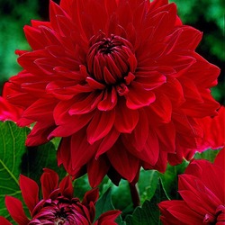 Пазл: Георгины