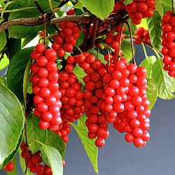 Пазл: Лимонник китайский