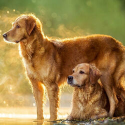 Пазл: Летняя прогулка