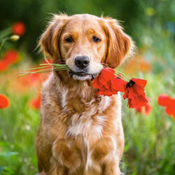 Пазл: Для тебя