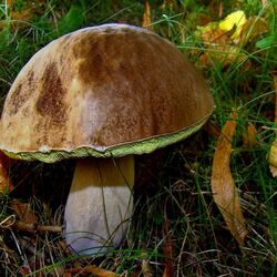 Пазл: Белый гриб