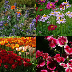 Пазл: Цветочные поляны