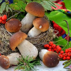 Пазл: Дары леса