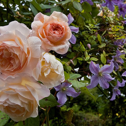 Пазл: Розы в саду