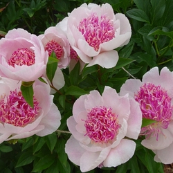 Пазл: Пионы