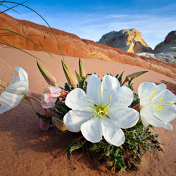 Пазл: Цветы в пустыне
