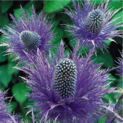 Пазл: Синеголовник