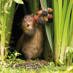 Пазл: По ягоды