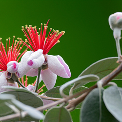 Пазл: Фейхоа