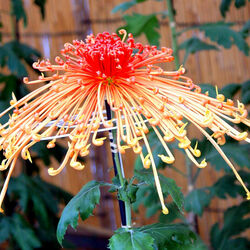 Пазл: Хризантема