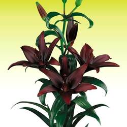 Пазл: Лилии