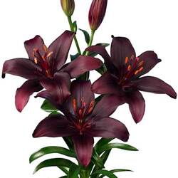 Пазл: Лилии