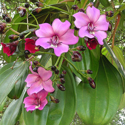 Пазл: Мериания 