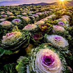 Пазл: Поле декоративной капусты