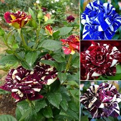 Пазл: Ах, эти розы