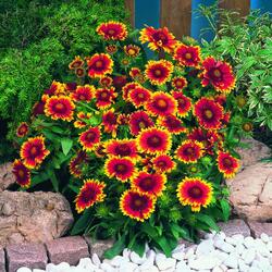 Пазл: Гелениум