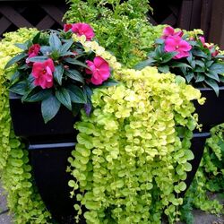 Пазл: Вербейник ампельный