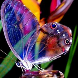 Пазл: Бабочка Amber Phantom