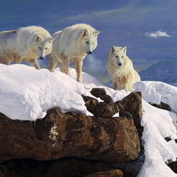 Пазл: Белые волки