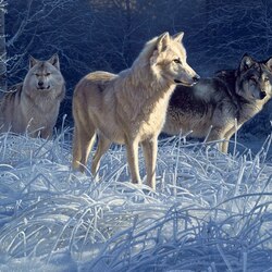 Пазл: Волки на охоте