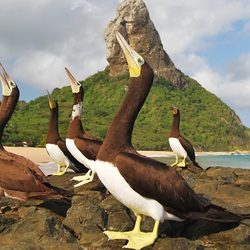 Пазл: Птицы на камнях