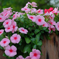 Пазл: Катарантус