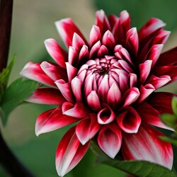 Пазл: Георгин