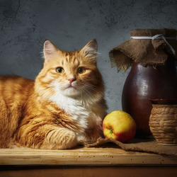 Пазл: Рыжий красавец