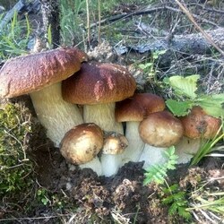 Пазл: Грибное чудо