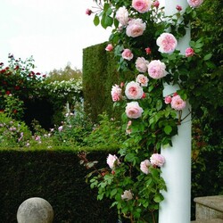 Пазл: Розовый куст