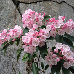 Пазл: Кальмия