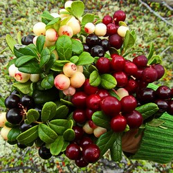 Пазл: Таежные ягоды