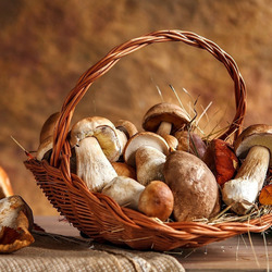 Пазл: Грибочки