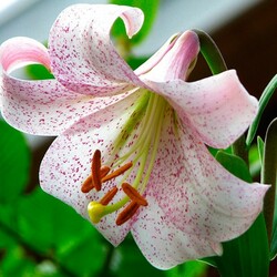 Пазл: Лилия